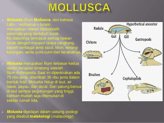  Mollusca  2 1 