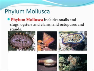 Phylum Mollusca
Phylum Mollusca includes snails and
slugs, oysters and clams, and octopuses and
squids.
 