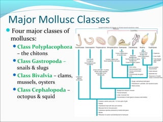 Mollusca, bivalvia modified  geology
