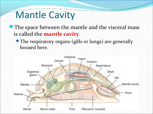 Mollusca, bivalvia modified geology