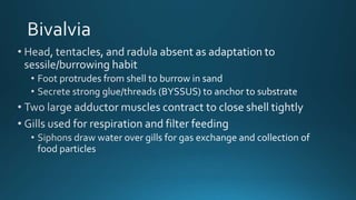 Mollusca classfication