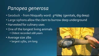 Mollusca classfication