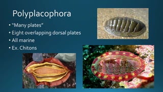 Mollusca classfication