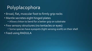 Mollusca classfication