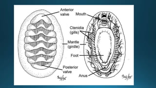 Mollusca classfication