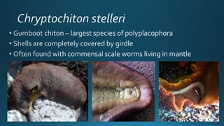 Mollusca classfication