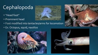 Mollusca classfication