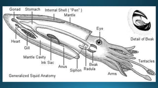 Mollusca classfication