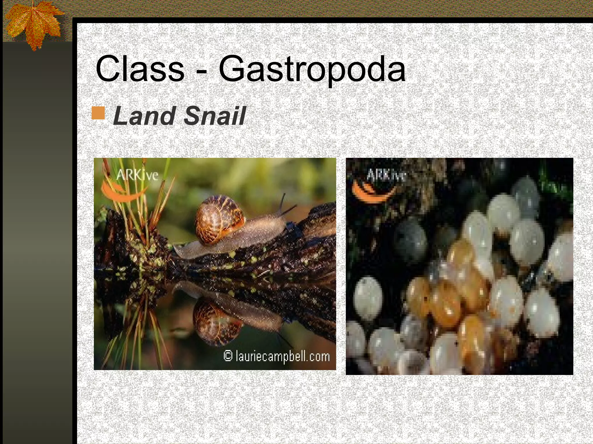 Class - Gastropoda
 Land Snail
 