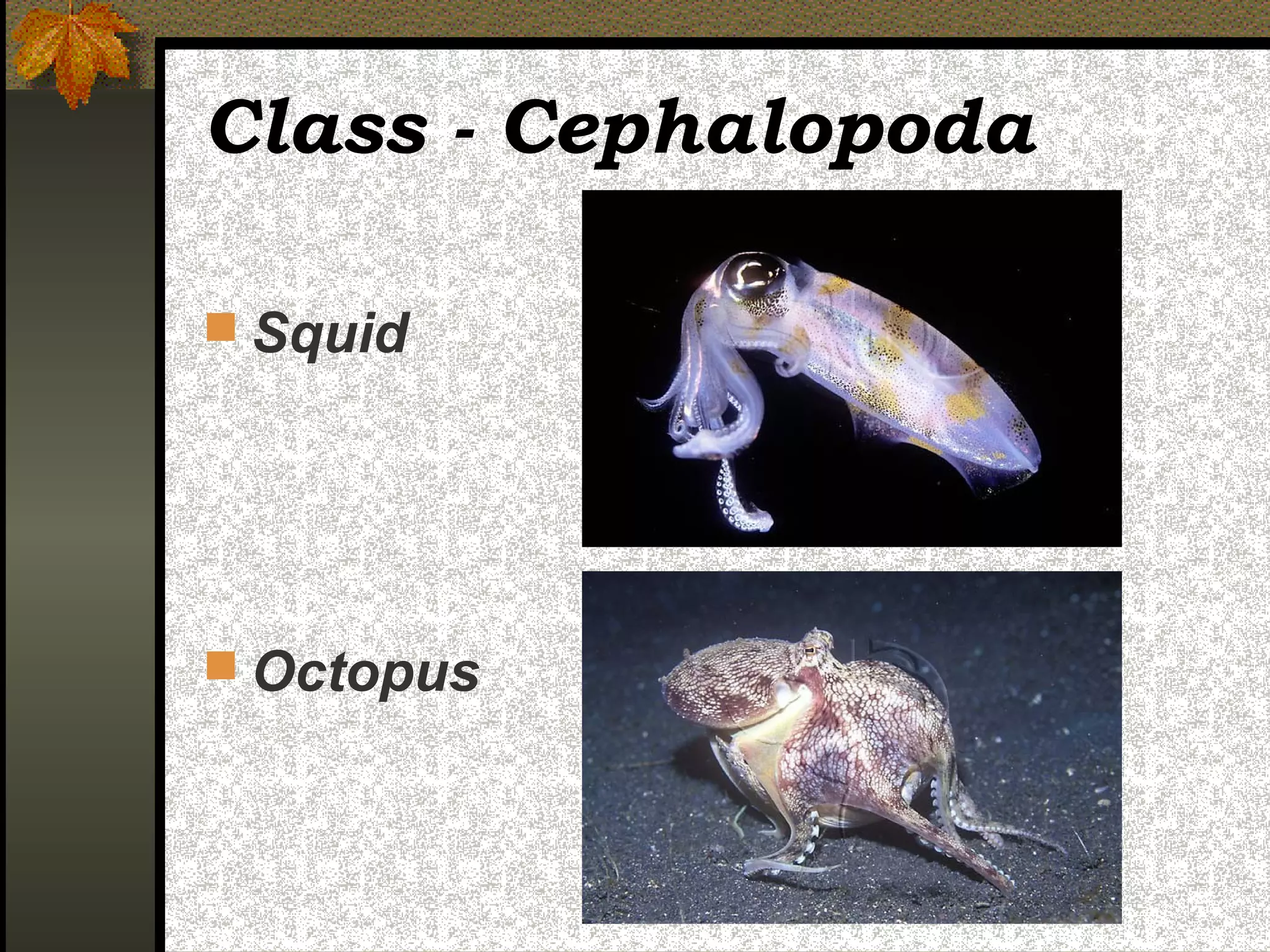 Class - Cephalopoda

 Squid




 Octopus
 