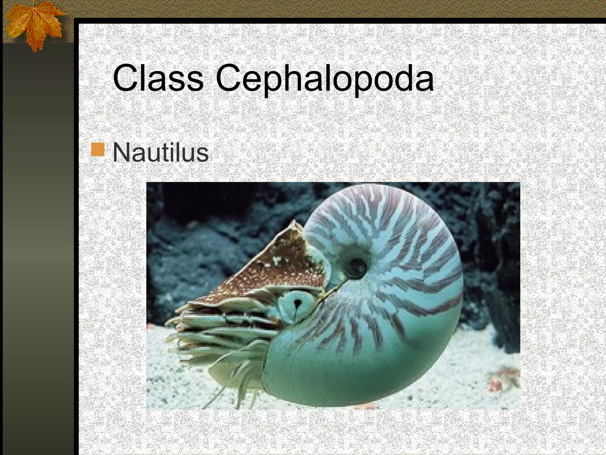 Class Cephalopoda
 Nautilus
 