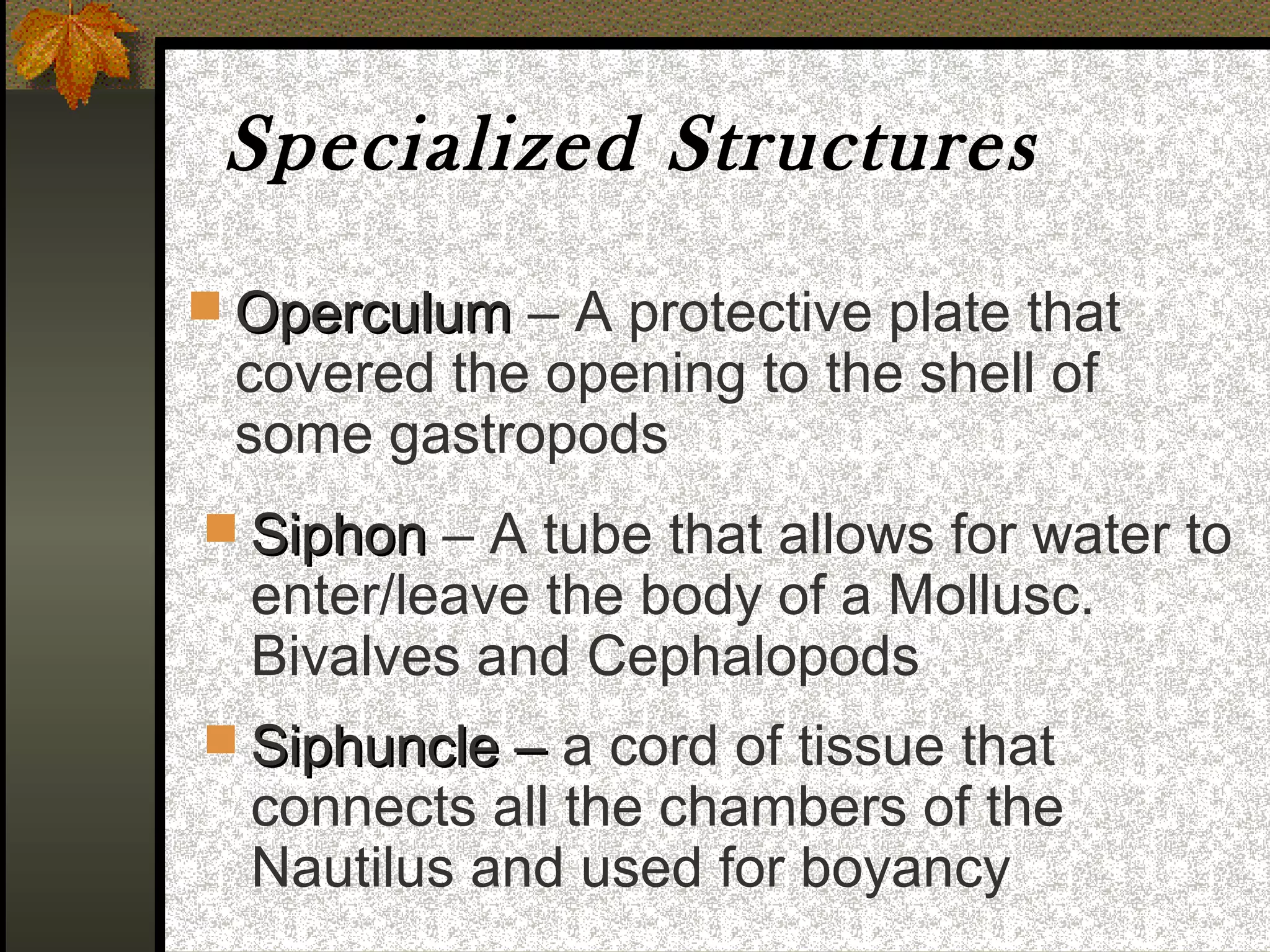 Specialized Structures
 Operculum – A protective plate that
 covered the opening to the shell of
 some gastropods
 Siphon – A tube that allows for water to
  enter/leave the body of a Mollusc.
  Bivalves and Cephalopods
 Siphuncle – a cord of tissue that
  connects all the chambers of the
  Nautilus and used for boyancy
 