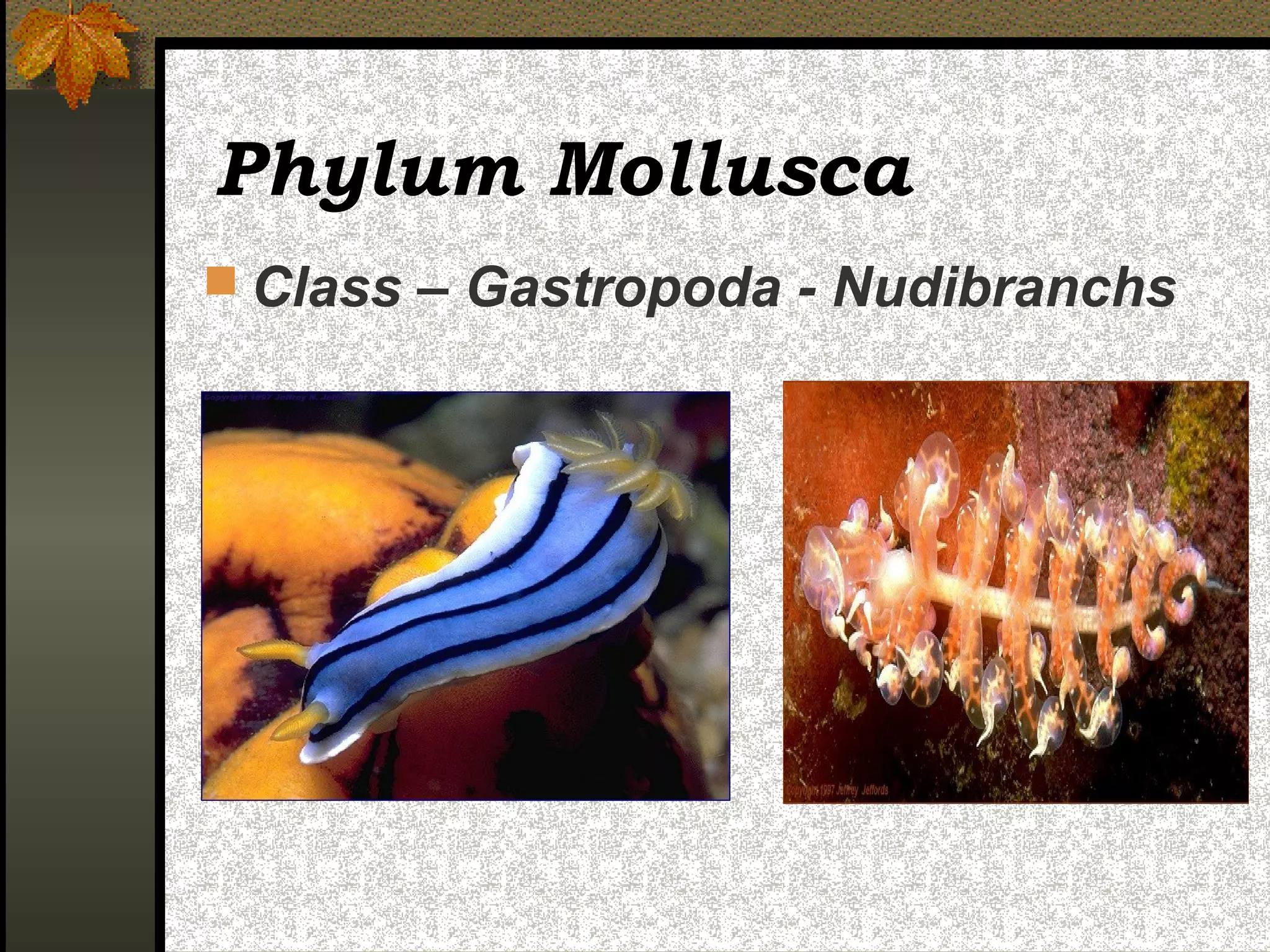 Phylum Mollusca
 Class – Gastropoda - Nudibranchs
 