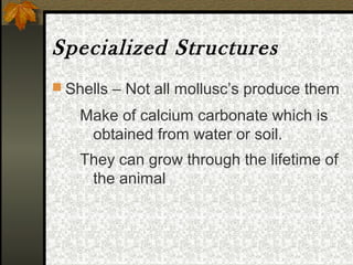 Mollusca dunia hewan