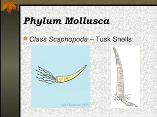 Mollusca karakteristik Makalah Biologi