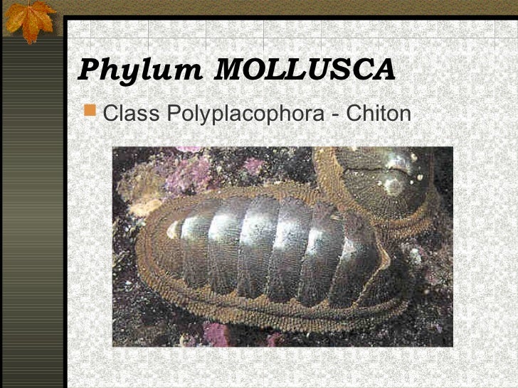 Mollusca Dunia Hewan