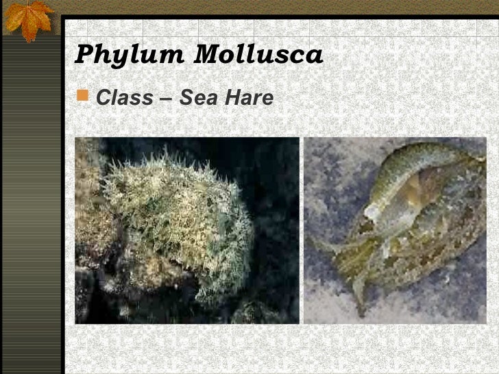 Mollusca Dunia Hewan