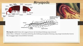 Mryapoda
Myriapoda adalah kelas dari anggota hewan tak bertulang belakang yang termasuk
dalam filum Arthropoda. Contohnya keluwing dan kelabang merupakan binatang yang sangat menakutkan karena
bila menggigit dapat menyebabkan kematian.
 
