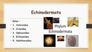 • Kelas :
• 1. Asteroidea
• 2. Crinoidea
• 3. Ophiuroidea
• 4. Echinoeidea
• 5. Holothuroidea
 