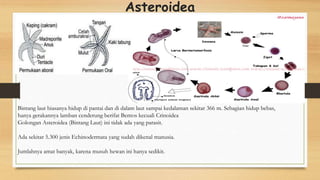 Asteroidea
Bintang laut biasanya hidup di pantai dan di dalam laut sampai kedalaman sekitar 366 m. Sebagian hidup bebas,
hanya gerakannya lamban cenderung berifat Bentos kecuali Crinoidea
Golongan Asteroidea (Bintang Laut) ini tidak ada yang parasit.
Ada sekitar 5.300 jenis Echinodermata yang sudah dikenal manusia.
Jumlahnya amat banyak, karena musuh hewan ini hanya sedikit.
 