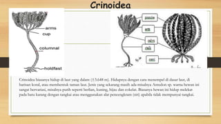 Crinoidea
Crinoidea biasanya hidup di laut yang dalam (±3.648 m). Hidupnya dengan cara menempel di dasar laut, di
barisan koral, atau membentuk taman laut. Jenis yang sekarang masih ada misalnya Antedon sp. warna hewan ini
sangat bervariasi, misalnya putih seperti berlian, kuning, hijau dan cokelat. Biasanya hewan ini hidup melekat
pada batu karang dengan tangkai atau menggunakan alat pencengkram (siri) apabila tidak mempunyai tangkai.
 