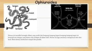 Ophiuroidea
Hewan ini memiliki kerangka dalam yang terdiri dari lempeng-lempeng kapur.Lempeng-lempeng kapur ini
bersendi satu dengan yang lainnya dan terdapat di dalam kulit. Hewan ini juga umumnya mempunyai duri-duri
kecil. Duri-durinya berbentuk tumpul dan pendek.
 