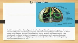 Echinoeidea
Landak laut biasanya hidup di daerah pantai, di atas batu karang, di dasar laut, dalam lumpur, atau di sumur-
sumuran daerah pantai, bahkan ada juga yang hidup di daerah muara sungai dengan membenamkan diri di tanah
liat atau di bawah karang. Hewan-hewan yang termasuk kelas ini berbentuk bundar tak berlengan, tetapi
memiliki duri yang dapat di gerakkan. Beberapa contoh echinoidea antara lain, Diadema antillarum, dan
Strongylosentrosus (Berbentuk bola), Spatangus (berbentuk oval), Echinarachnius (berbentuk seperti uang
logam) yang sering disebut dolar pasir.
 