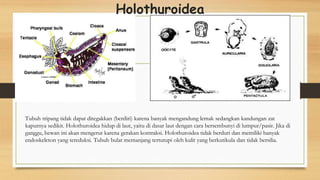 Holothuroidea
Tubuh tripang tidak dapat ditegakkan (berdiri) karena banyak mengandung lemak sedangkan kandungan zat
kapurnya sedikit. Holothuroidea hidup di laut, yaitu di dasar laut dengan cara bersembunyi di lumpur/pasir. Jika di
ganggu, hewan ini akan mengerut karena gerakan kontraksi. Holothuroidea tidak berduri dan memiliki banyak
endoskeleton yang tereduksi. Tubuh bulat memanjang tertutupi oleh kulit yang berkutikula dan tidak bersilia.
 