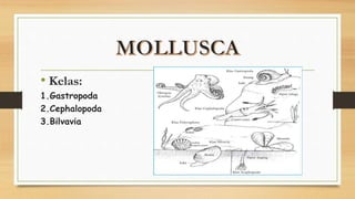 • Kelas:
1.Gastropoda
2.Cephalopoda
3.Bilvavia
 