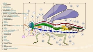 1. antena
2. ocelli (bawah)
3. ocelli (atas)
4. mata majemuk
5. otak (ganglia otak)
6. dada depan (prothorax)
7. pembuluh darah dorsal
8. saluran trakea (ruas-ruas dengan spirakulum)
9. dada tengah (mesothorax)
10. dada belakang (metathorax)
11. sayap depan
12. sayap belakang
13. perut
14. jantung
15. ovarium
16. perut belakang (usus, rektum, anus)
17. anus
18. vagina
19. berkas saraf (ganglia perut)
20. saluran Malpighia
21. tungkai dada
22. cakar pengait
23. tarsus
24. tibia
25. femur
26. trochanter
27. perut depan
28. ganglion dada
29. coxa
30. kelenjar ludah
31. ganglion suboesophagus
32. mulut
 