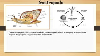 Gastropoda
Gaster artinya perut, dan podos artinya kaki. Jadi Gastropoda adalah hewan yang bertubuh lunak,
berjalan dengan perut yang dalam hal ini disebut kaki.
 
