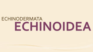 ECHINODERMATA
ECHINOIDEA
 
