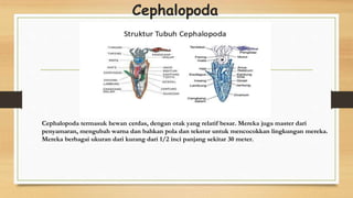 Cephalopoda
Cephalopoda termasuk hewan cerdas, dengan otak yang relatif besar. Mereka juga master dari
penyamaran, mengubah warna dan bahkan pola dan tekstur untuk mencocokkan lingkungan mereka.
Mereka berbagai ukuran dari kurang dari 1/2 inci panjang sekitar 30 meter.
 