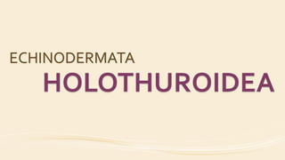 ECHINODERMATA
HOLOTHUROIDEA
 