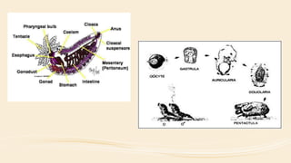 Mollusca, echinodermata & artropoda