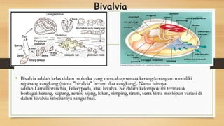 Bivalvia
• Bivalvia adalah kelas dalam moluska yang mencakup semua kerang-kerangan: memiliki
sepasang cangkang (nama "bivalvia" berarti dua cangkang). Nama lainnya
adalah Lamellibranchia, Pelecypoda, atau bivalva. Ke dalam kelompok ini termasuk
berbagai kerang, kupang, remis, kijing, lokan, simping, tiram, serta kima meskipun variasi di
dalam bivalvia sebenarnya sangat luas.
 