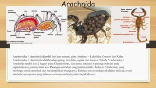 Arachnida
Arachnoidea / Arachnida diambil dari kata yunani, yaitu Arachne = Laba-laba. Contoh dari Kelas
Arachnoidea / Arachnida adalah kalajengking, laba-laba, caplak dan lainnya. Tubuh Arachnoidea /
Arachnida terdiri dari 2 bagian yaitu Chepalotorax, dan perut, terdapat 6 pasang embelan pada
cephalothorax, antena tidak ada. Pasangan embelan yang pertama ialah : Kelisere (Chelicerae) yang
berfungsi untuk merobek dan melumpuhkan mangsanya. Kelenjar racun terdapat di dalam kelisera, tetapi
ada beberapa spesies yang kelenjar racunnya terletak pada chepalothorax.
 