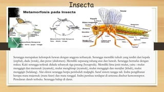Insecta
Serangga merupakan kelompok hewan dengan anggota terbanyak. Serangga memiliki tubuh yang terdiri dari kepala
(cephal), dada (torak), dan perut (abdomen). Memiliki sepasang rahang atas dan bawah. Serangga bernafas dengan
trakea. Kaki serangga terletak didada sebanyak tiga pasang (hexapoda). Memiliki lima jenis mulut, yaitu : mulut
menggigit dan menusuk (nyamuk), mulut menghisap (nyamuk), mulut menggigit dan menjilat (lebah), mulut
menggigit (belalang). Alat ekresi serangga berpa pembuluh malpighi. Saraf sistem tangga tali. Indra penglihatan
berupa mata majemuk (mata faset) dan mata tunggal. Indra pembau terdapat di antenna disebut kemoreseptor.
Peredaran darah terbuka. Serangga hidup di darat.
 