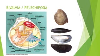 BIVALVIA / PELECHIPODA
 