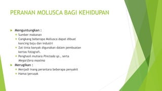 PERANAN MOLUSCA BAGI KEHIDUPAN
 Menguntungkan :
 Sumber makanan
 Cangkang beberapa Mollusca dapat dibuat
kancing baju dan industri
 Zat tinta banyak digunakan dalam pembuatan
kertas fotografi.
 Penghasil mutiara Pinctada sp., serta
Megarifera maxima
 Merugikan :
 Menjadi inang perantara beberapa penyakit
 Hama/perusak
 