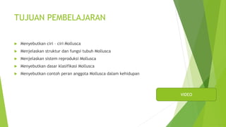 TUJUAN PEMBELAJARAN
 Menyebutkan ciri – ciri Mollusca
 Menjelaskan struktur dan fungsi tubuh Mollusca
 Menjelaskan sistem reproduksi Mollusca
 Menyebutkan dasar klasifikasi Mollusca
 Menyebutkan contoh peran anggota Mollusca dalam kehidupan
VIDEO
 