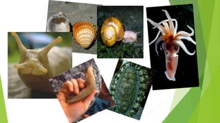 bahan ajar biologi materi invertebrata molusca