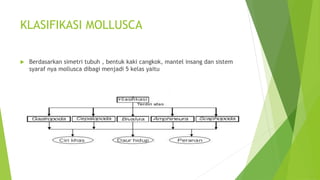 KLASIFIKASI MOLLUSCA
 Berdasarkan simetri tubuh , bentuk kaki cangkok, mantel insang dan sistem
syaraf nya mollusca dibagi menjadi 5 kelas yaitu
 