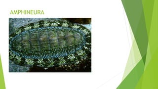 AMPHINEURA
 