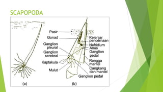SCAPOPODA
 