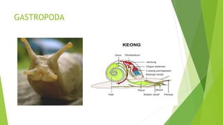 GASTROPODA
 