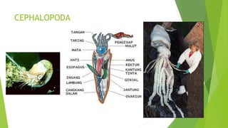 CEPHALOPODA
 