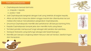 Mollusca Kelompok 2 | PPTX