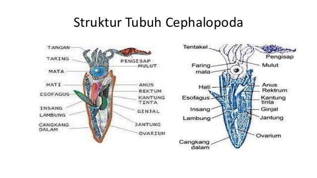 88 Gambar Struktur Tubuh Cumi Cumi HD 88 Gambar Struktur Tubuh Cumi Cumi HD