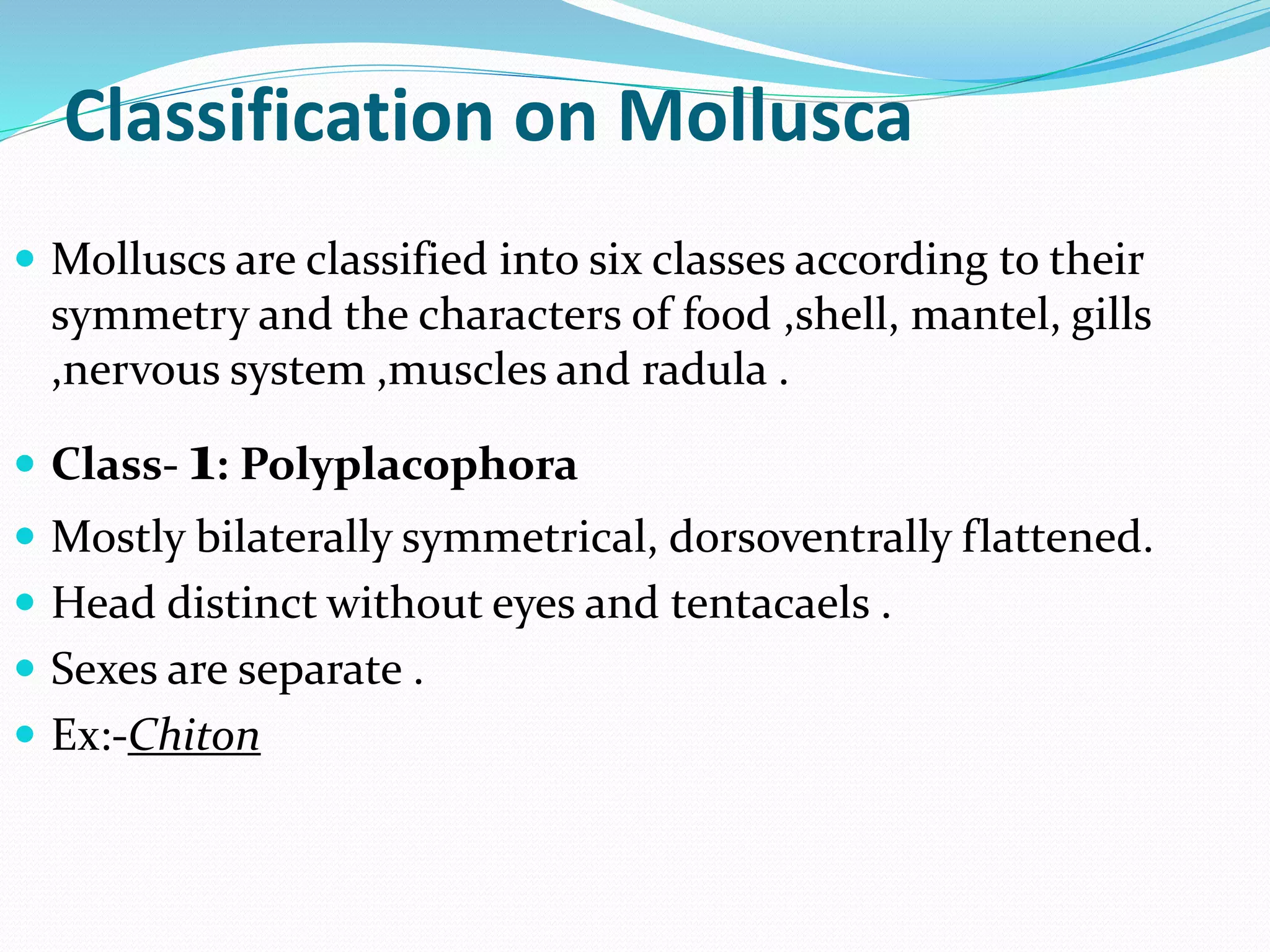Clear Concept In Phylum Mollusca